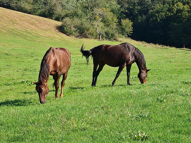 TENTE MENTHE GRENOUILLES_20210922_111100