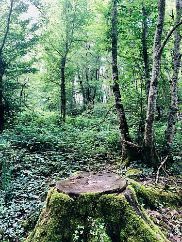 TENTE MENTHE GRENOUILLES_20230804_190340_screenshot