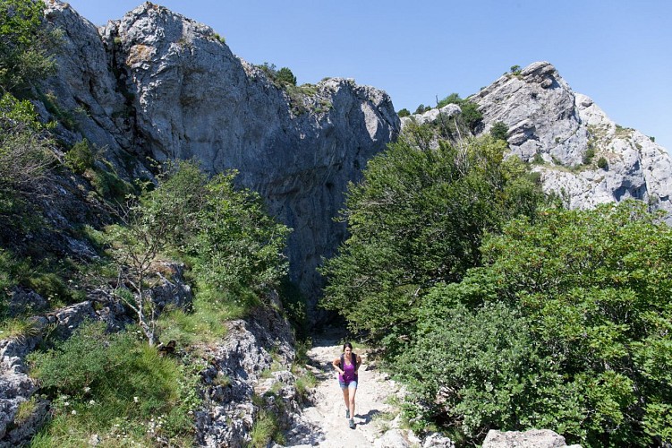 Forêt relique & Montagne de la Sainte-Baume, côté Plan d'Aups