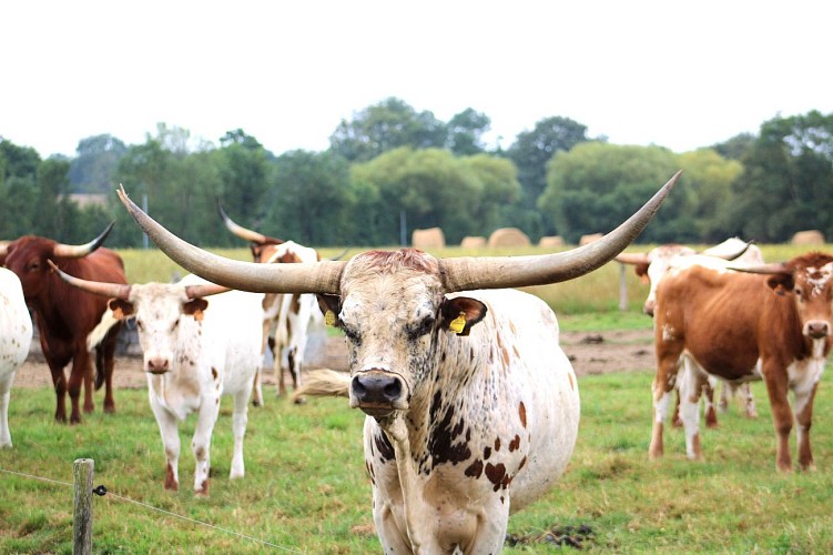 Ferme des Cowboys 