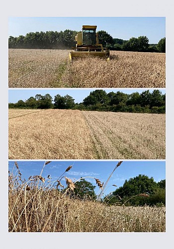 Le Fournil du Brulit