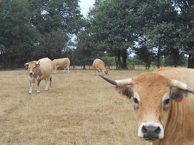 mauleon-gitesdespres2pax-vaches-sit.jpg_9