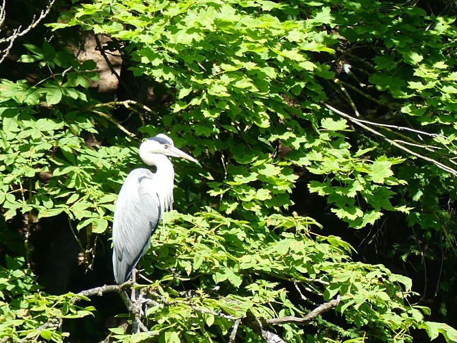 Les barques du Bois-de-Boulogne