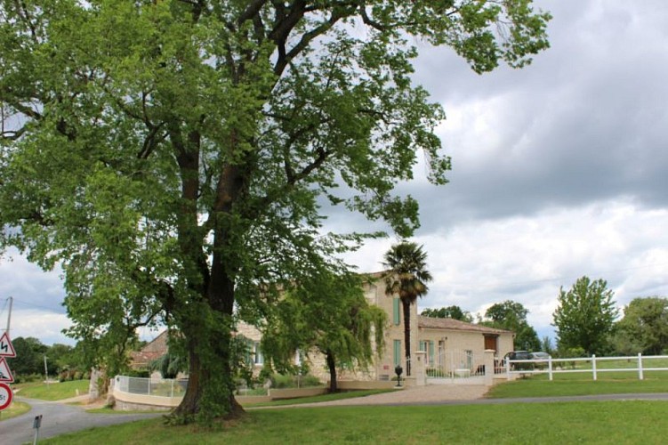 Arbre de la Liberté - Saint-Avit-de-Soulège