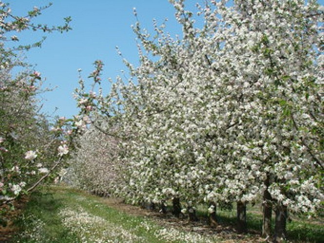 Conservatoire-Vegetal-Regional-d-Aquitaine---Pommiers
