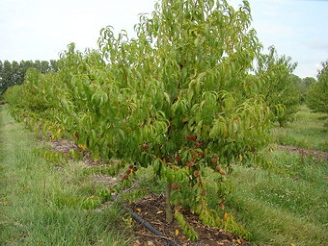 Conservatoire-Vegetal-Regional-d-Aquitaine---Pechersjpg