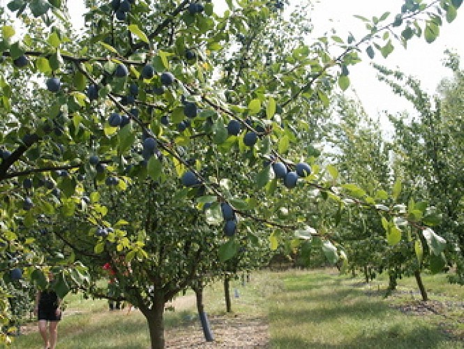Conservatoire-Vegetal-Regional-d-Aquitaine---Pruniers