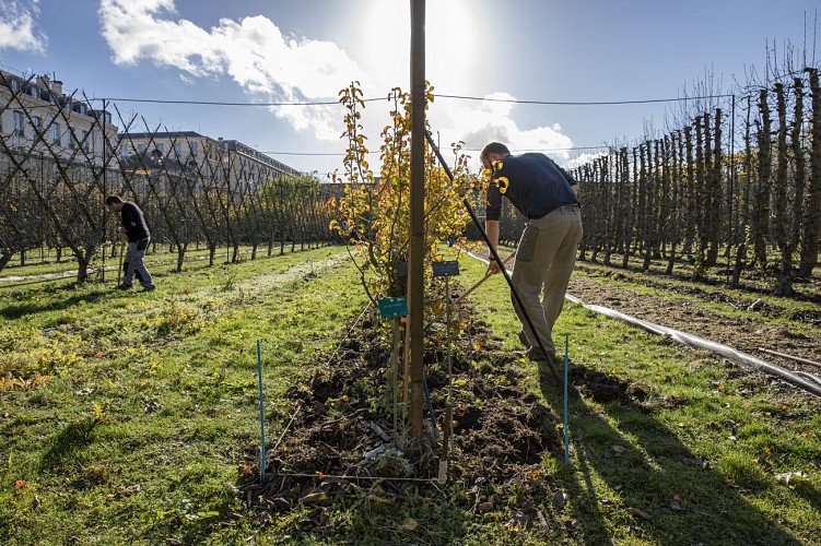 King's Kitchen Garden