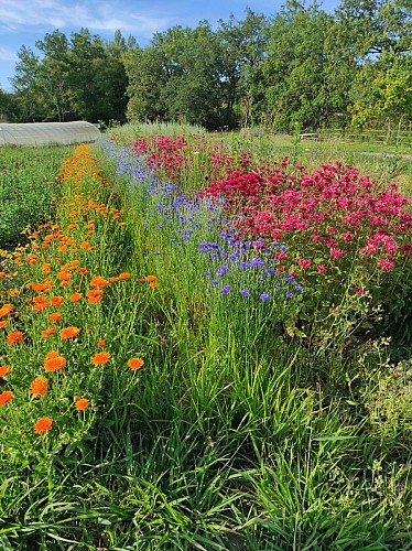 Néoherba_Devillac (3)