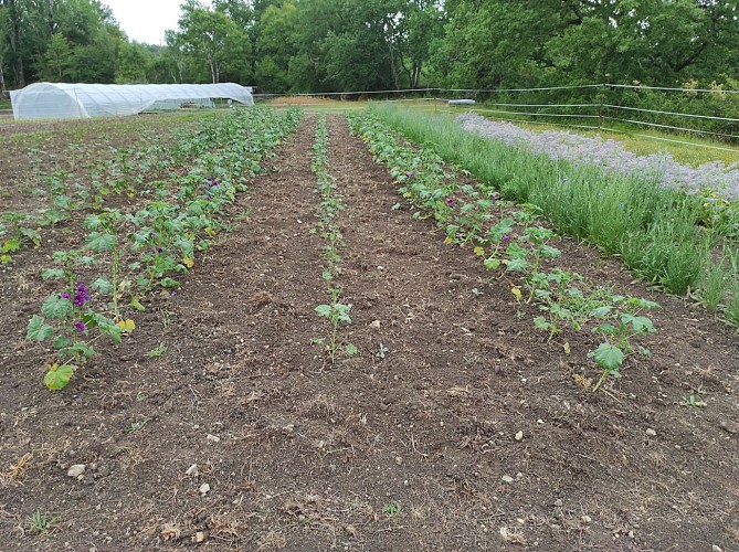 Néoherba_Devillac (1)