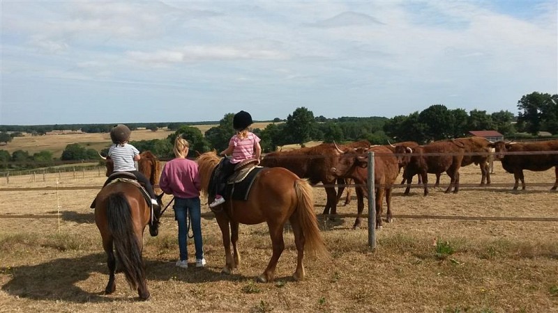 Country Pony Ranch