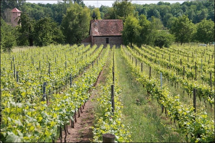 Vue sur la chapelle Saint-Rimlen à Ergersheim