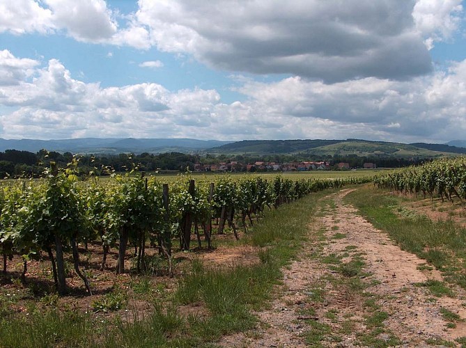 Vignoble d'Ergersheim