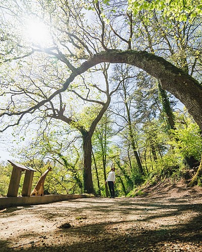 L'arbre girafe visible sur le sentier