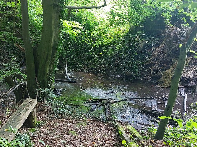 Bois d'Harzée 26.06.24. (96)