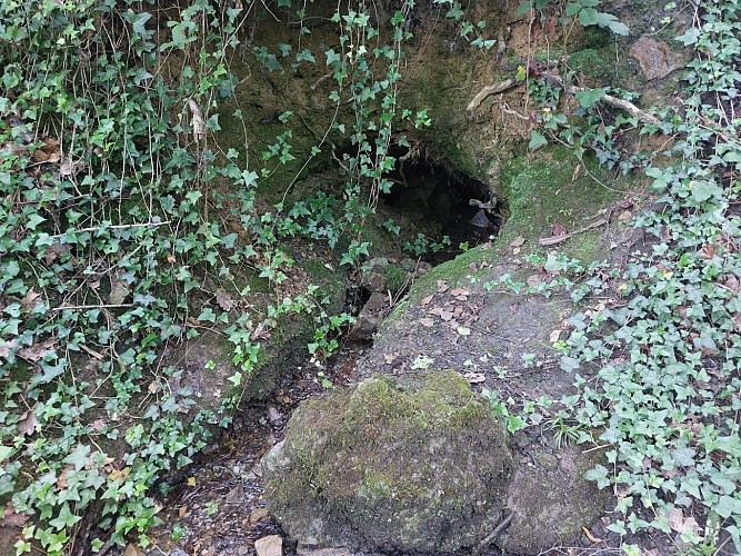 Bois d'Harzée 26.06.24. (72)