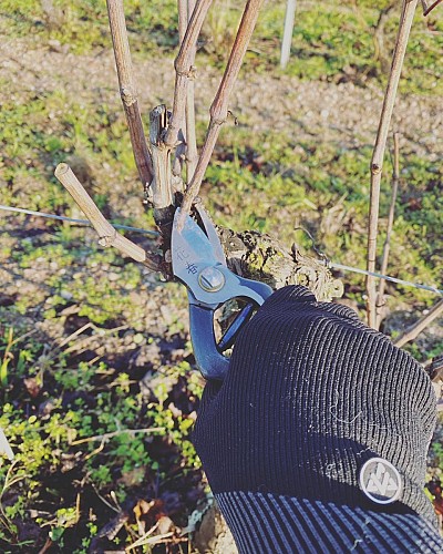 Vignoble des Vernusses