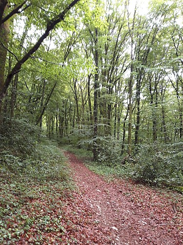 Sentier d'interprétation du Bois du Bruel