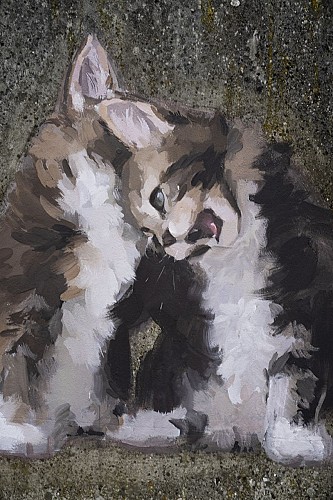 Les chats de Pavilly