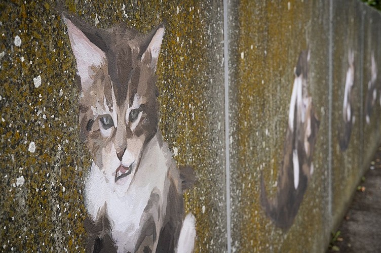 Les chats de Pavilly