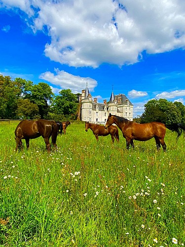CHÂTEAU DE LA PERVENCHÈRE - LE GÎTE DES CAVALIERS