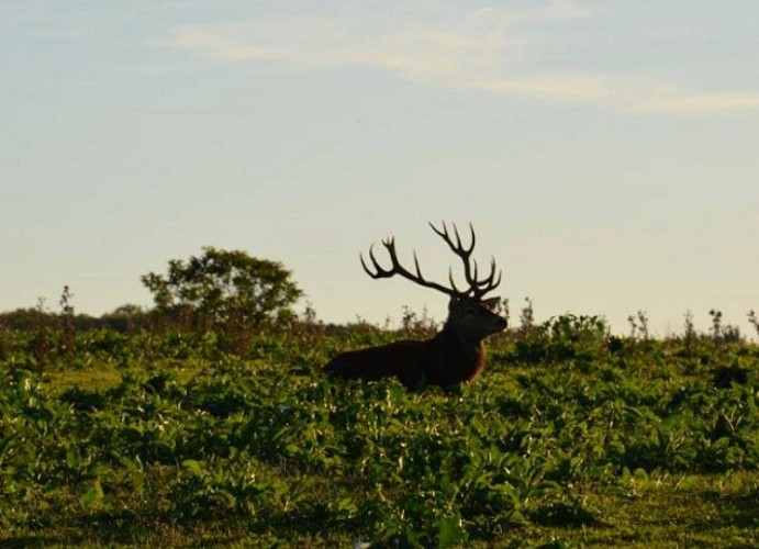 Cerfs des Eaux Claires
