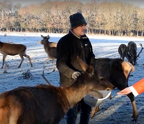 Cerfs des Eaux Claires