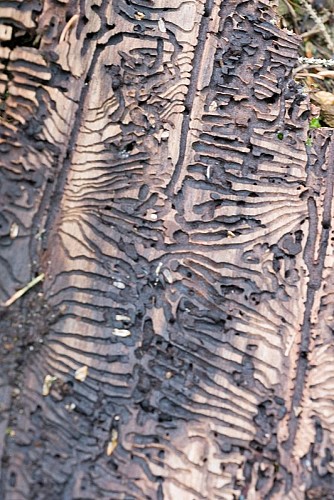 L'art du ravageur: le scolyte