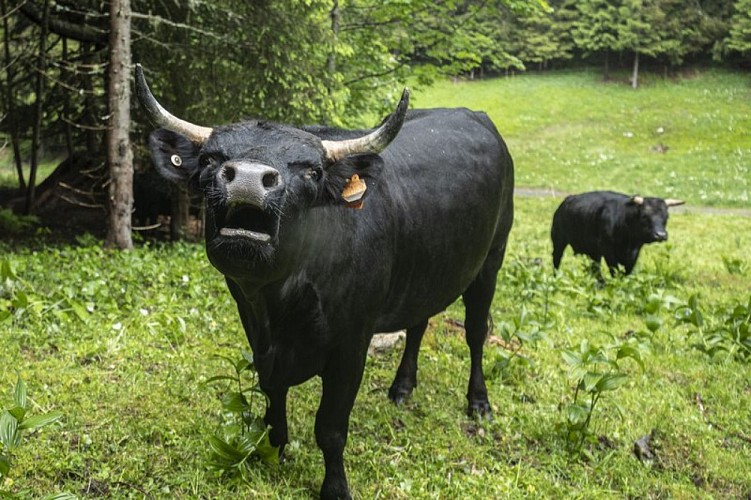 Vache d'Hérens