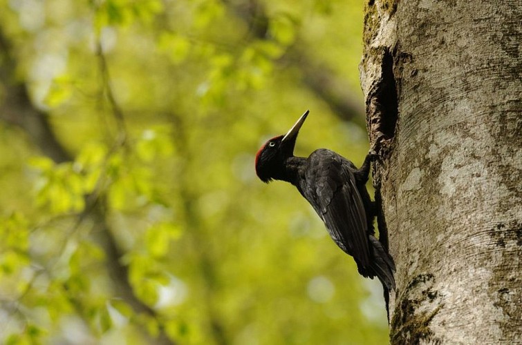 The black woodpecker
