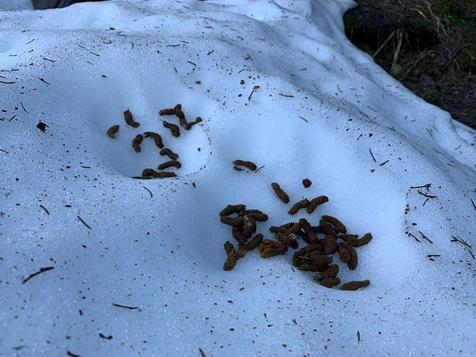 Following the tracks of the Black Grouse