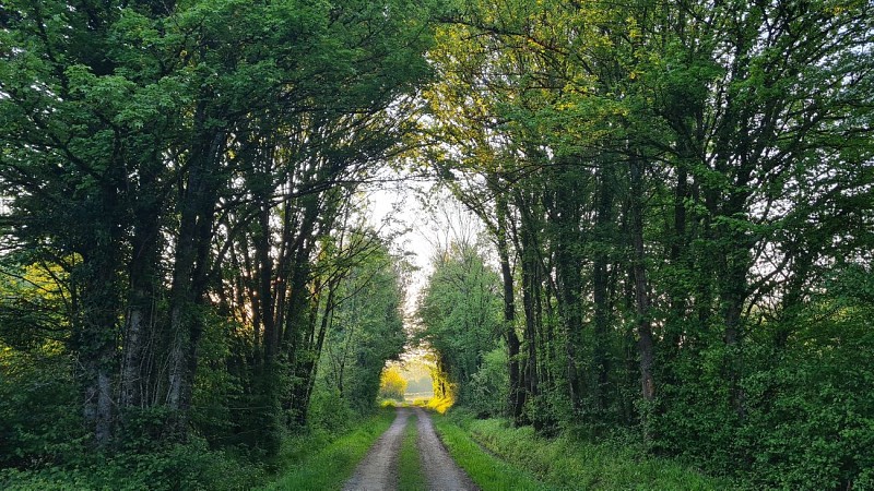 Balades en forêt
