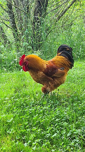 Les amis de l'écolieu