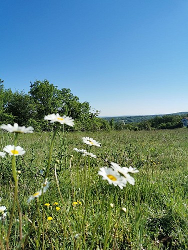 Champ de fleurs depuis la croix de Bournac