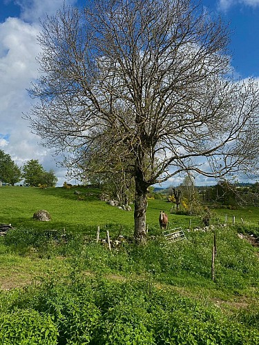 Gite du Carroc en Aubrac, ferme de Jean de la Rose