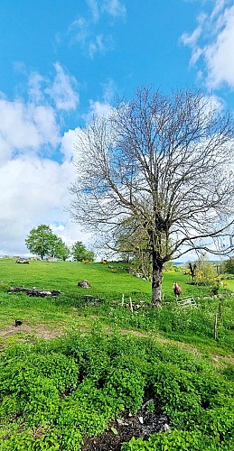Gite du Carroc en Aubrac, ferme de Jean de la Rose