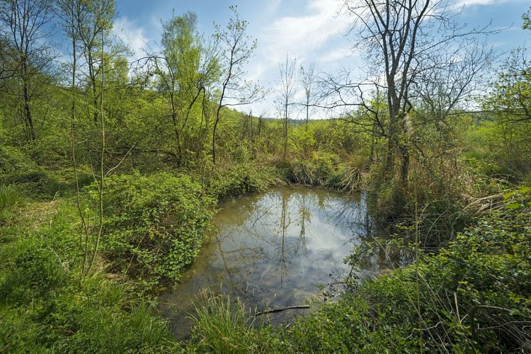 Etang de Gôle Sensitive Natural Area