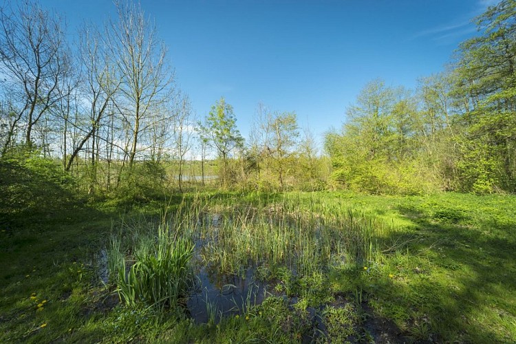 Etang de Gôle Sensitive Natural Area