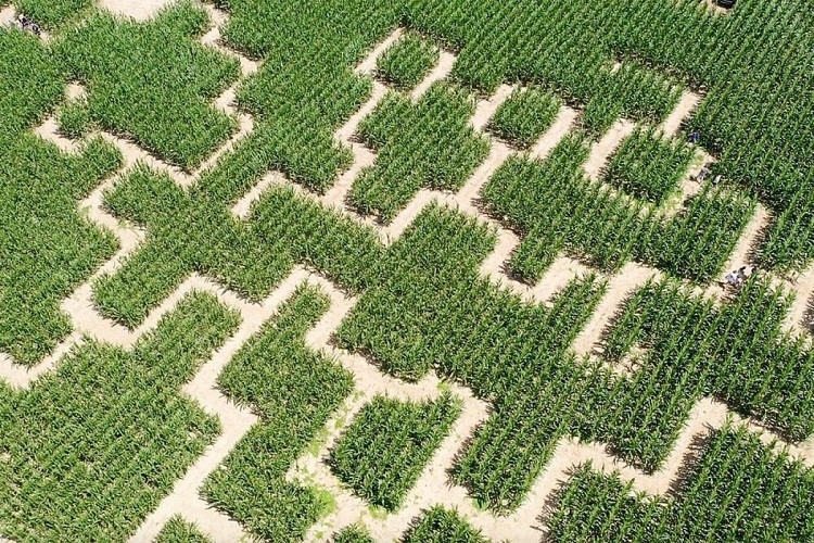 Labyrinthe Magique - TOULENNE - Sud-Gironde