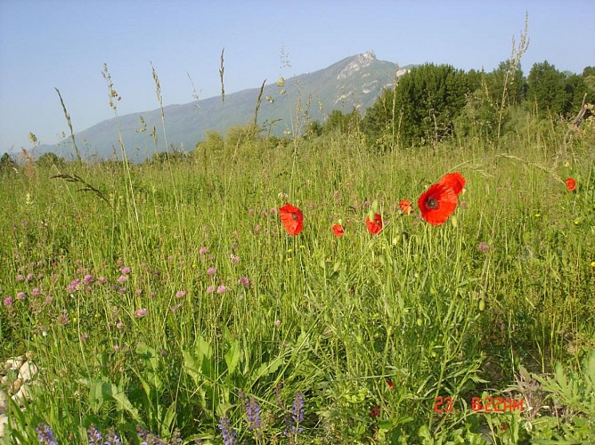 Il Giardino Errante