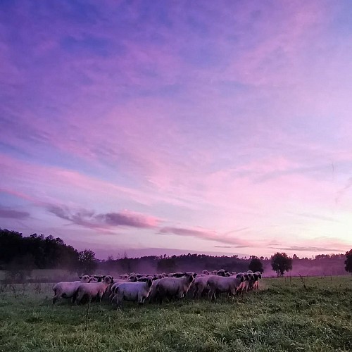 Les Moutons de Fernand