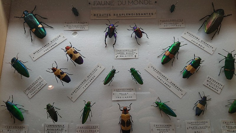 Exposition de Papillons et autres Insectes du Monde