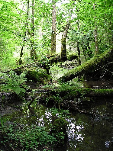 Gîte Les Faux-Monnayeurs