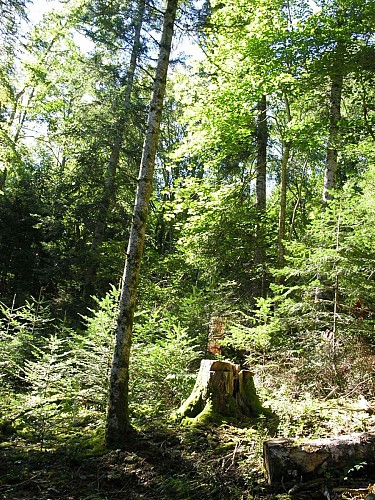 Gîte Les Faux-Monnayeurs