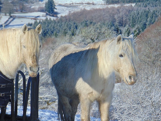 Les Cavaliers de l'étang