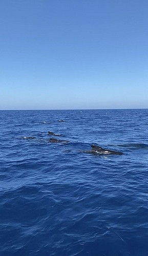 Whale Watching with speedfishing