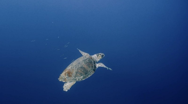 Whale Watching avec speedfishing