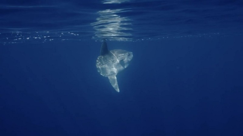 Whale Watching avec speedfishing