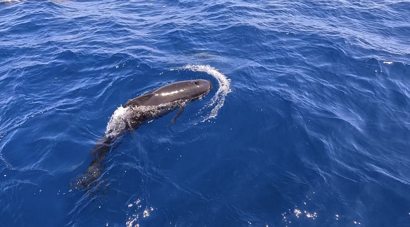 Whale Watching avec speedfishing