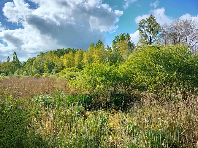 La roselière le long du chemin